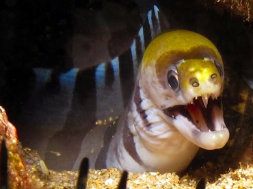 Yellow-Headed Moray Eel - Gymnothorax rueppellii - Maui, Hawaii Yellow-Headed Moray Eel - Gymnothorax rueppellii - Maui, Hawaii