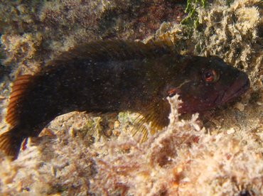 Hairy Blenny - Labrisomus nuchipinnis - Aruba