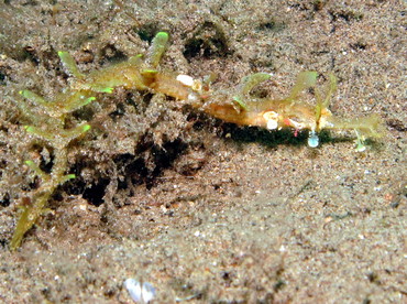 Winged Pipefish - Halicampus macrorhynchus - Dumaguete, Philippines