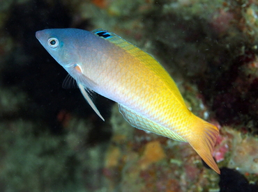Twotone Wrasse - Halichoeres prosopeion - Anilao, Philippines