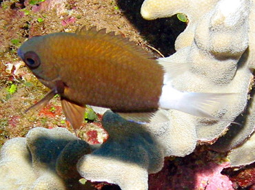 Hawaiian Bicolor Chromis - Chromis hanui - Lanai, Hawaii Hawaiian Bicolor Chromis - Chromis hanui - Lanai, Hawaii