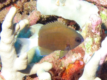 Hawaiian Bicolor Chromis - Chromis hanui - Lanai, Hawaii Hawaiian Bicolor Chromis - Chromis hanui - Lanai, Hawaii