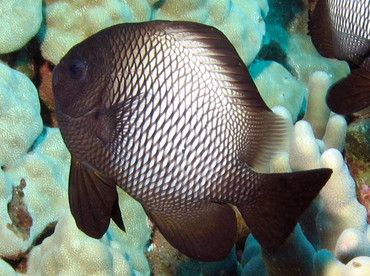 Hawaiian Dascyllus - Dascyllus albisella - Lanai, Hawaii Hawaiian Dascyllus - Dascyllus albisella - Lanai, Hawaii