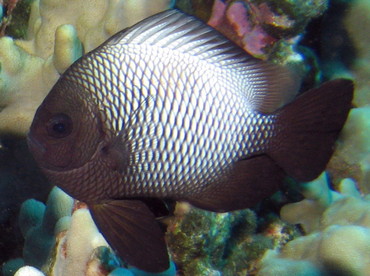 Hawaiian Dascyllus - Dascyllus albisella - Lanai, Hawaii Hawaiian Dascyllus - Dascyllus albisella - Lanai, Hawaii