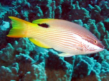Hawaiian Hogfish - Bodianus albotaeniatus - Big Island, Hawaii Hawaiian Hogfish - Bodianus albotaeniatus - Big Island, Hawaii