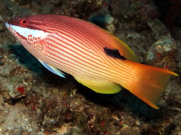 Hawaiian Hogfish - Bodianus albotaeniatus - Lanai, Hawaii Hawaiian Hogfish - Bodianus albotaeniatus - Lanai, Hawaii
