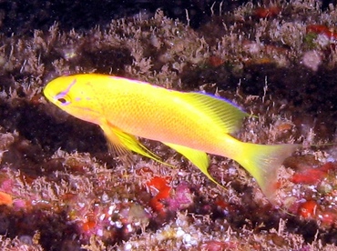 Hawaiian Longfin Anthias - Pseudanthias hawaiiensis - Lanai, Hawaii