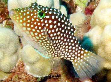 Hawaiian Whitespotted Toby - Canthigaster jactator - Lanai, Hawaii Hawaiian Whitespotted Toby - Canthigaster jactator - Lanai, Hawaii