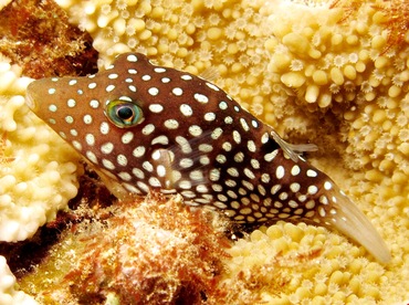 Hawaiian Whitespotted Toby - Canthigaster jactator - Maui, Hawaii Hawaiian Whitespotted Toby - Canthigaster jactator - Maui, Hawaii