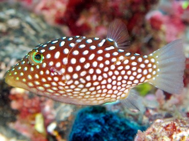 Hawaiian Whitespotted Toby - Canthigaster jactator - Lanai, Hawaii Hawaiian Whitespotted Toby - Canthigaster jactator - Lanai, Hawaii