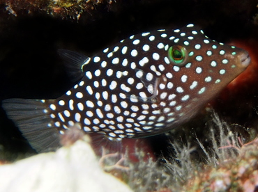 Hawaiian Whitespotted Toby - Canthigaster jactator - Big Island, Hawaii Hawaiian Whitespotted Toby - Canthigaster jactator - Big Island, Hawaii