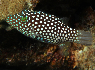Hawaiian Whitespotted Toby - Canthigaster jactator - Big Island, Hawaii Hawaiian Whitespotted Toby - Canthigaster jactator - Big Island, Hawaii
