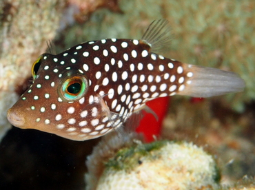 Hawaiian Whitespotted Toby - Canthigaster jactator - Big Island, Hawaii Hawaiian Whitespotted Toby - Canthigaster jactator - Big Island, Hawaii