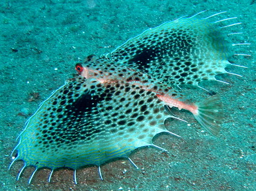 Helmut Gurnard - Dactyloptena orientalis - Dumaguete, Philippines