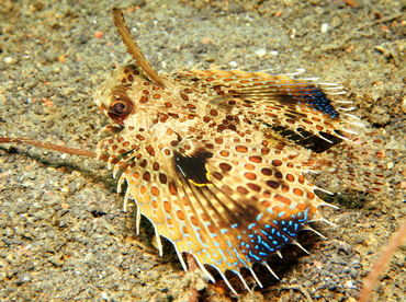 Helmut Gurnard - Dactyloptena orientalis - Lembeh Strait, Indonesia