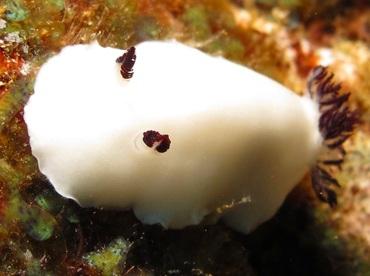 Fellow's Nudibranch - Hiatodoris fellowsi - Lanai, Hawaii Fellow's Nudibranch - Hiatodoris fellowsi - Lanai, Hawaii