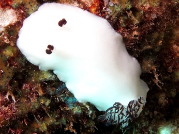 Fellow's Nudibranch - Hiatodoris fellowsi - Lanai, Hawaii Fellow's Nudibranch - Hiatodoris fellowsi - Lanai, Hawaii