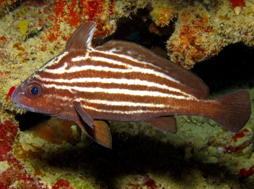 High Hat - Pareques acuminatus - St Thomas, USVI