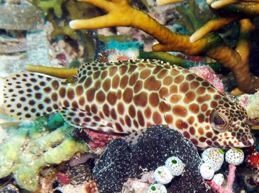 Honeycomb grouper - Epinephelus merra - Palau