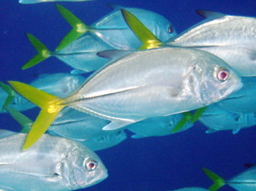 Horse-Eye Jack - Caranx latus - Nassau, Bahamas Horse-Eye Jack - Caranx latus - Nassau, Bahamas