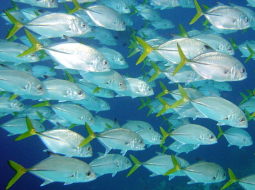 Horse-Eye Jack - Caranx latus - Nassau, Bahamas Horse-Eye Jack - Caranx latus - Nassau, Bahamas