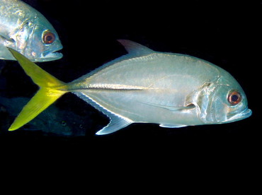 Horse-Eye Jack - Caranx latus - Aruba Horse-Eye Jack - Caranx latus - Aruba