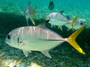 Horse-Eye Jack - Caranx latus - Belize Horse-Eye Jack - Caranx latus - Belize