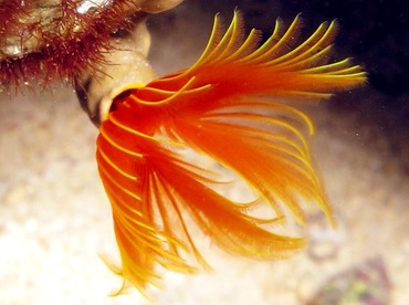 Star Horseshoe Worm - Pomatostegus stellatus - Cozumel, Mexico