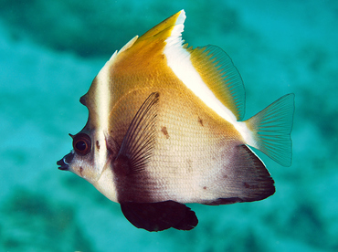 Humphead Bannerfish - Heniochus varius - Wakatobi, Indonesia