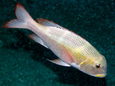 Humpnose Bigeye Bream - Monotaxis grandoculis - Big Island, Hawaii Humpnose Bigeye Bream - Monotaxis grandoculis - Big Island, Hawaii