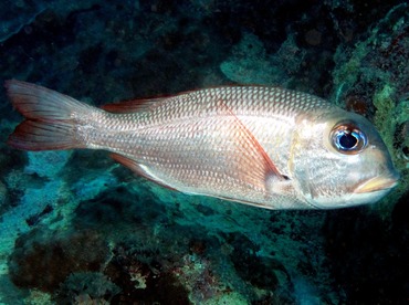 Humpnose Bigeye Bream - Monotaxis grandoculis - Yap, Micronesia Humpnose Bigeye Bream - Monotaxis grandoculis - Yap, Micronesia