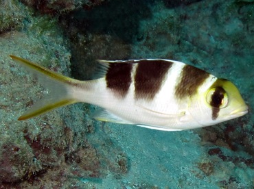 Humpnose Bigeye Bream - Monotaxis grandoculis - Yap, Micronesia Humpnose Bigeye Bream - Monotaxis grandoculis - Yap, Micronesia