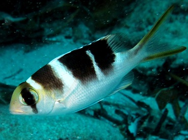 Humpnose Bigeye Bream - Monotaxis grandoculis - Yap, Micronesia Humpnose Bigeye Bream - Monotaxis grandoculis - Yap, Micronesia