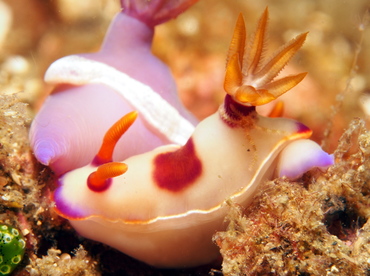 Bullock's Hypselodoris - Hypselodoris bullockii - Lembeh Strait, Indonesia