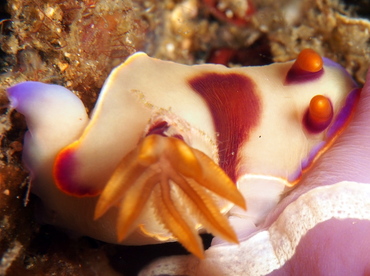 Bullock's Hypselodoris - Hypselodoris bullockii - Lembeh Strait, Indonesia