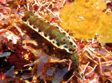 Purple-Spotted Sea Goddess - Hypselodoris marci - Roatan, Honduras Purple-Spotted Sea Goddess - Hypselodoris marci - Roatan, Honduras