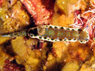 Purple-Spotted Sea Goddess - Hypselodoris marci - Roatan, Honduras Purple-Spotted Sea Goddess - Hypselodoris marci - Roatan, Honduras