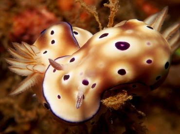 Tryon's Risbecia - Hypselodoris tryoni - Lembeh Strait, Indonesia