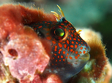 Barnaclebill Blenny - Hypsoblennius brevipinnis - Cabo San Lucas, Mexico