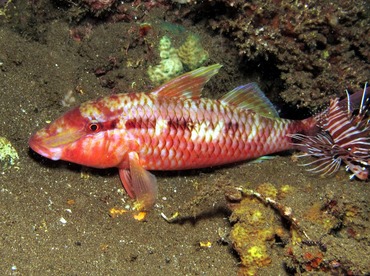 Indian goatfish - Parupeneus indicus - Dumaguete, Philippines