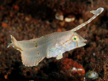 Peacock Razorfish - Iniistius pavo - Bali, Indonesia Peacock Razorfish - Iniistius pavo - Bali, Indonesia