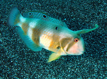 Peacock Razorfish - Iniistius pavo - Big Island, Hawaii Peacock Razorfish - Iniistius pavo - Big Island, Hawaii
