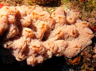 Ivory Tunicate - Aplidium sp. - Lanai, Hawaii Ivory Tunicate - Aplidium sp. - Lanai, Hawaii