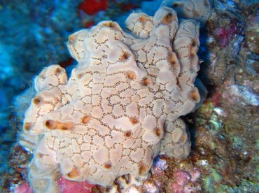 Ivory Tunicate - Aplidium sp. - Lanai, Hawaii Ivory Tunicate - Aplidium sp. - Lanai, Hawaii