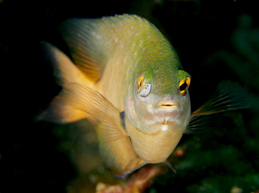 Jewel Damselfish - Plectroglyphidodon lacrymatus - Anilao, Philippines