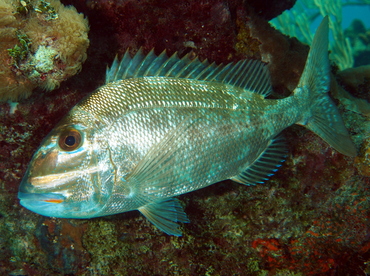 Jolthead Porgy - Calamus bajonado - The Exumas, Bahamas Jolthead Porgy - Calamus bajonado - The Exumas, Bahamas