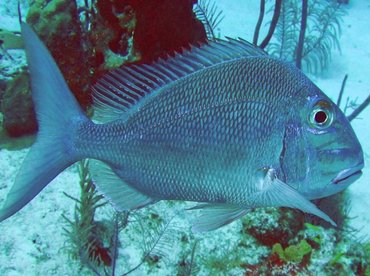 Jolthead Porgy - Calamus bajonado - Turks and Caicos Jolthead Porgy - Calamus bajonado - Turks and Caicos