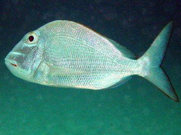 Jolthead Porgy - Calamus bajonado - Nassau, Bahamas Jolthead Porgy - Calamus bajonado - Nassau, Bahamas