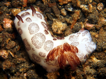 Funeral Jorunna - Jorunna funebris - Lembeh Strait, Indonesia
