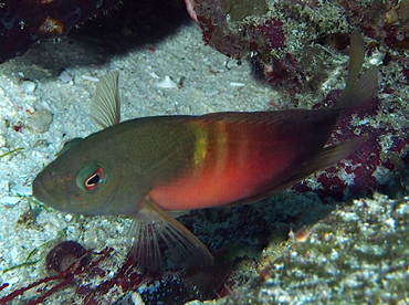Firetail Dottyback - Labracinus cyclophthalmus - Wakatobi, Indonesia
